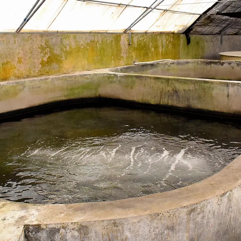 Enduit d'étanchéité Piscine Cuve Hors Sol - ARCACIM S2 AQUA. Blanc - 4 kg --Arcane Industries New