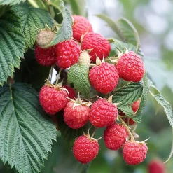 Piton à visser tension acier zing 14 cm (lot de 4)^Verve Online